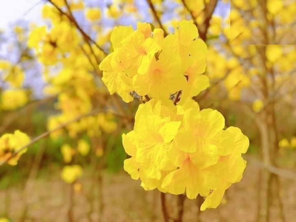 Hạt Giống Cây Hoa Phong Linh Vàng