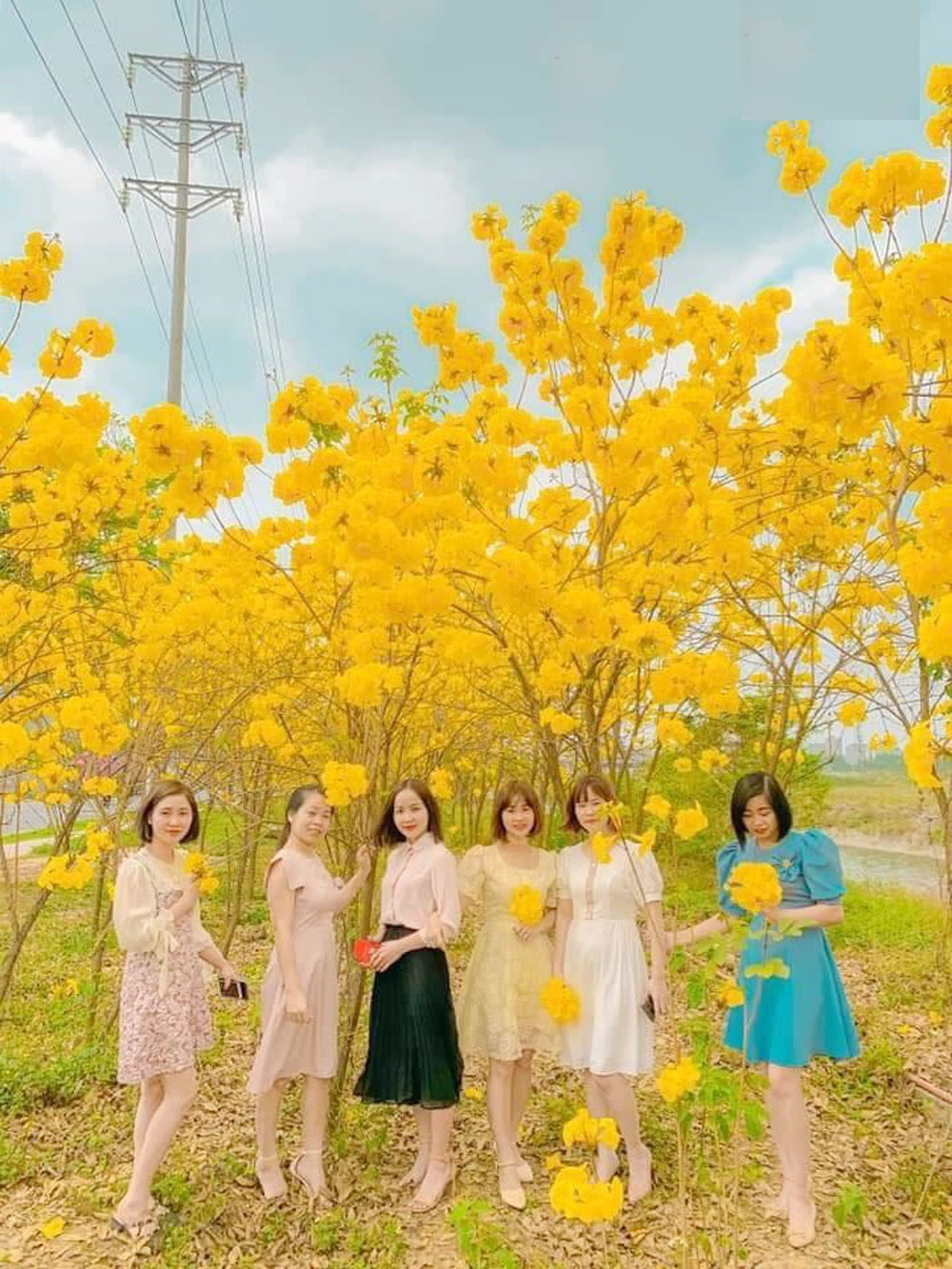 Hạt Giống Cây Hoa Phong Linh Vàng