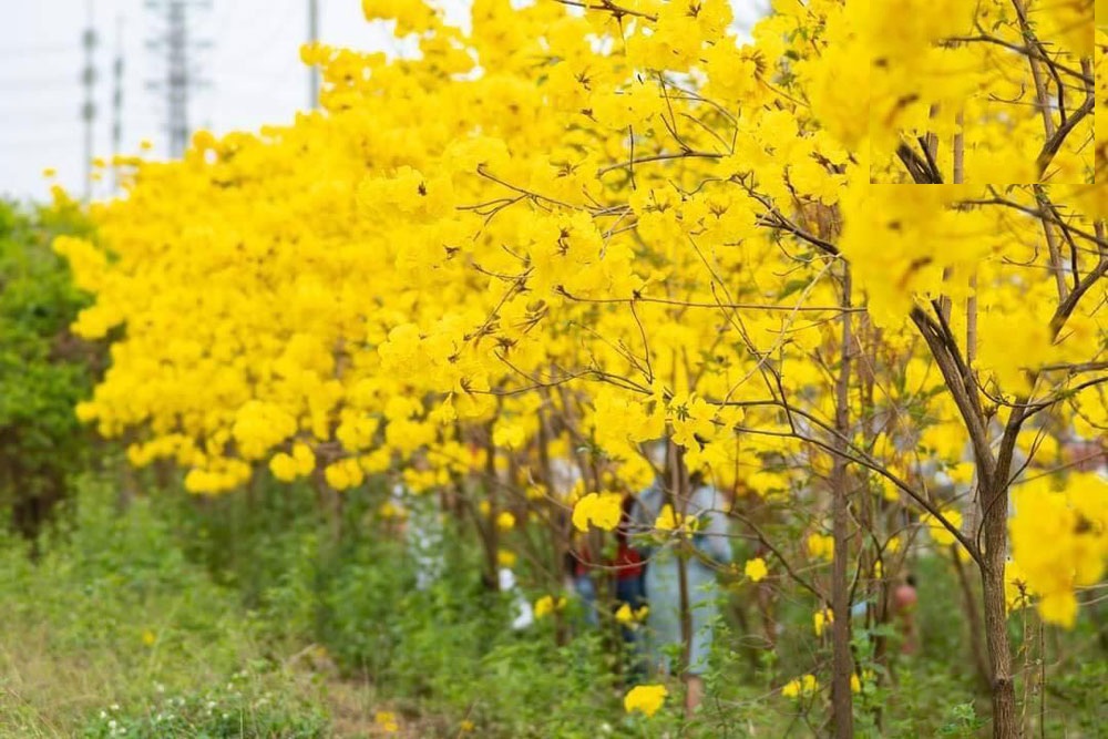 Hạt Giống Cây Hoa Phong Linh Vàng