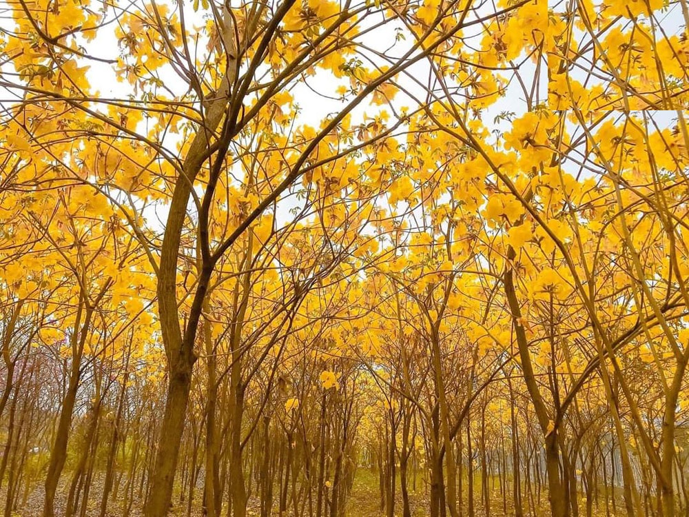 Hạt Giống Cây Hoa Phong Linh Vàng