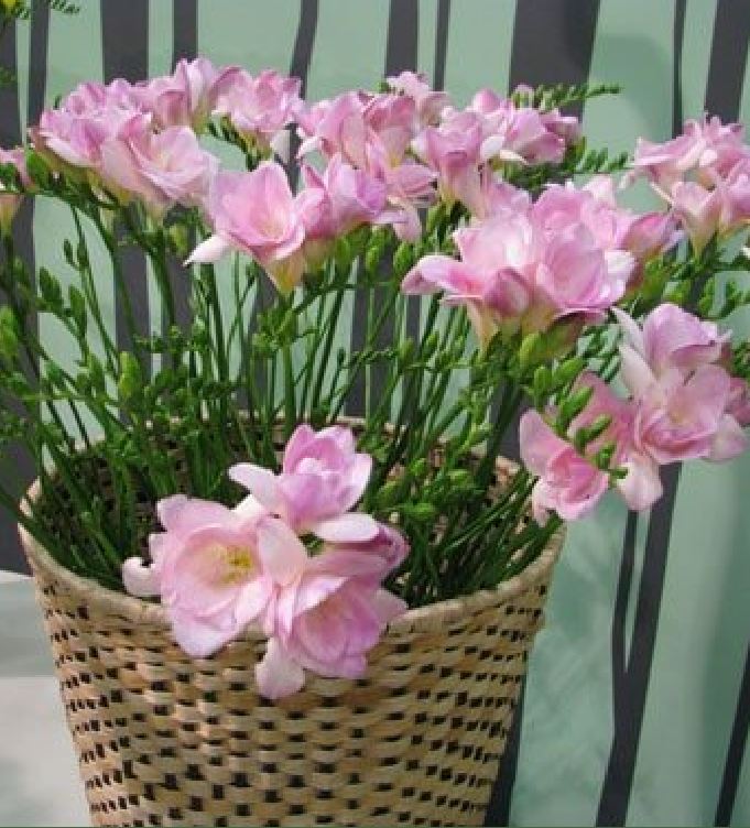 Củ Giống Hoa Lan Nam Phi Nhiều Màu ( Bộ 5 củ )
