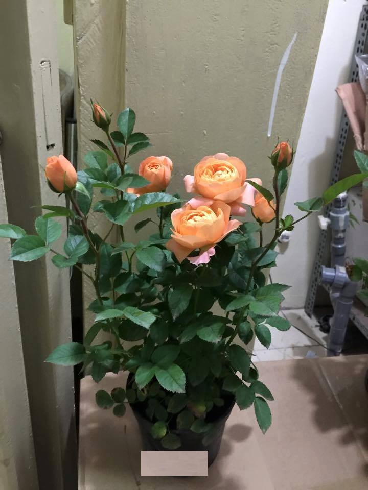 Hạt Giống Hoa Hồng Tỉ Muội Mix Màu