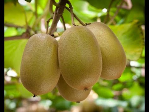 Hạt Giống Cây Ăn Trái Kiwi