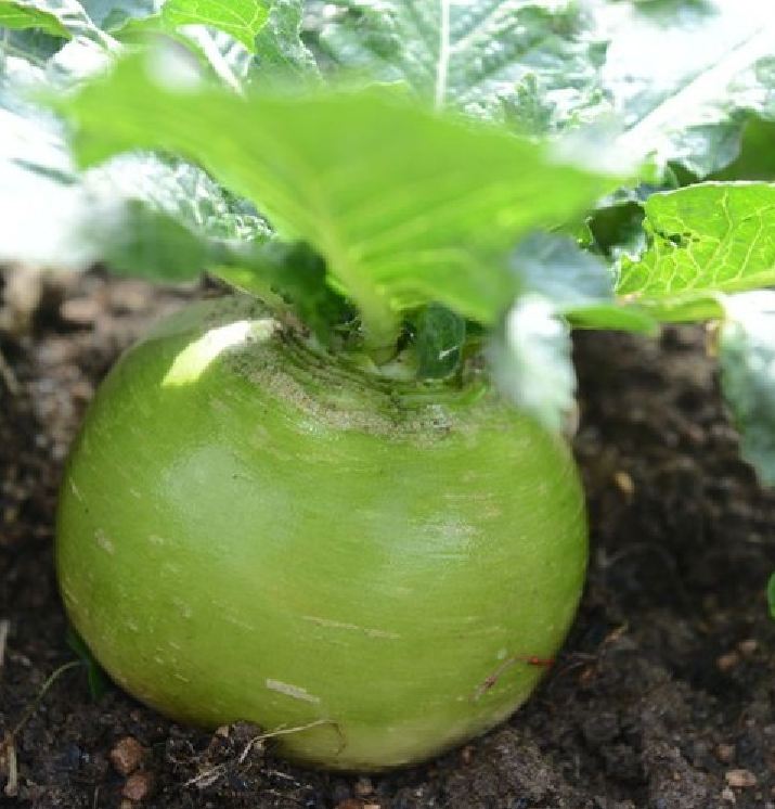 Hạt giống củ cải xanh ruột đỏ - Gói 2gram