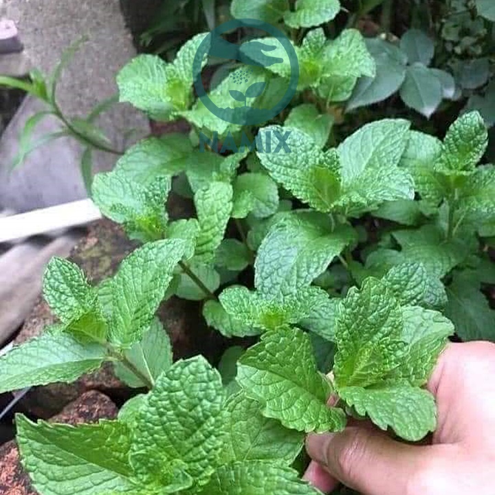Hạt Giống Rau Húng Bạc Hà (Húng Lủi)