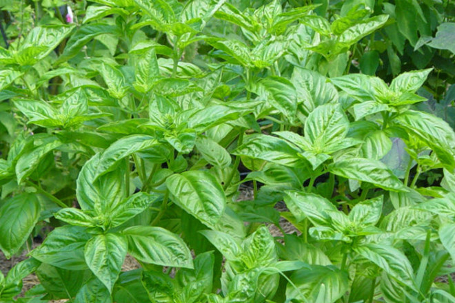 Hạt Giống Rau Húng Tây Basil Ý - Gói 100 hạt
