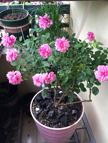 Hạt Giống Hoa Hồng Tỉ Muội Mix Màu