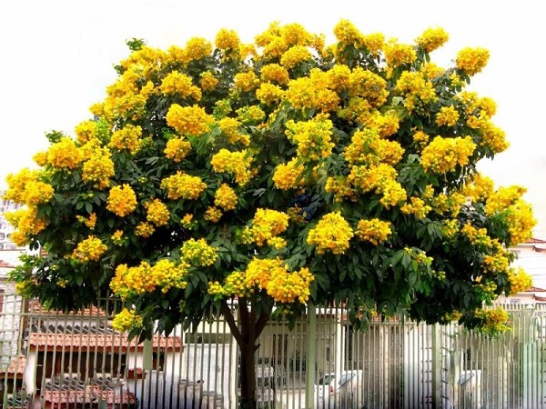Hạt Giống Cây Giáng Hương