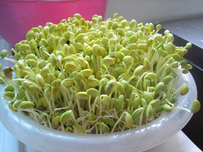 Hạt giống mầm đậu xanh (giá đỗ) - Gói 50gram