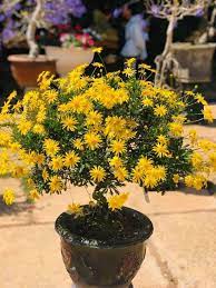 Hạt Giống Hoa Cúc Thân Gỗ ( Cúc Trường Thọ )