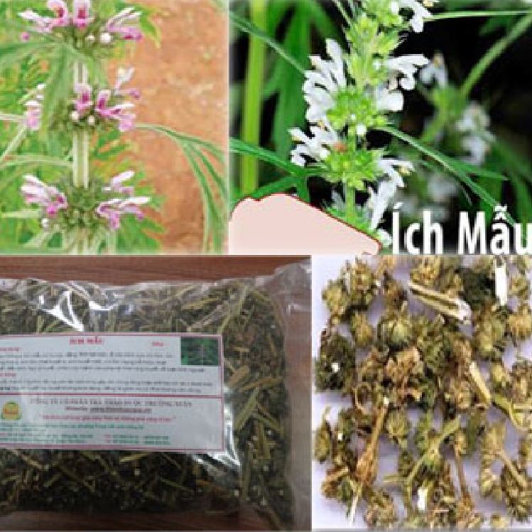 Hạt Giống Cây Ích Mẫu