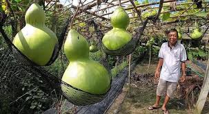 Hạt Giống Bầu Hồ Lô Khổng Lồ - Gói 5 Hạt