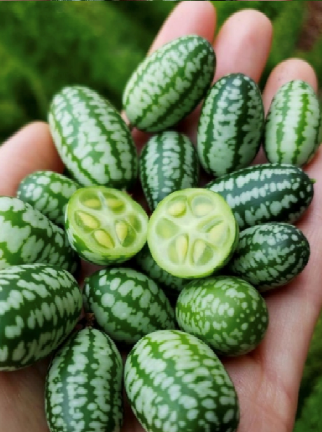 Hạt Giống Dưa Hấu Tí Hon