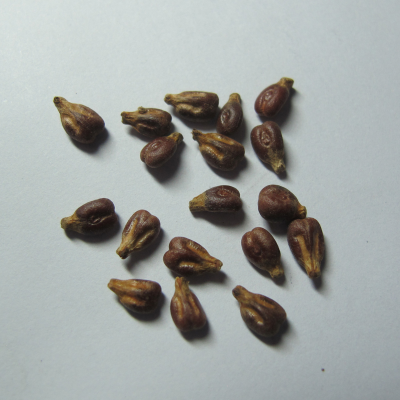 Hạt Giống Nho Ngón Tay