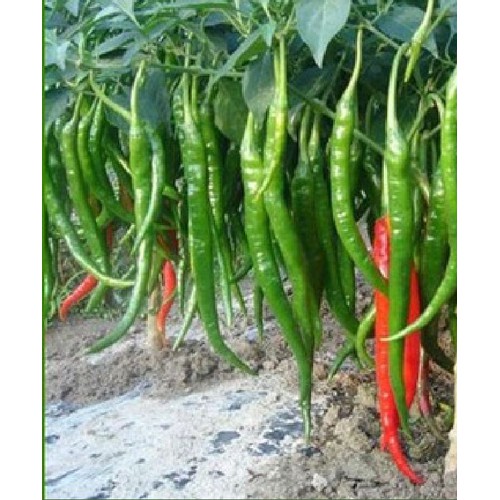 Hạt Giống Ớt Trái Dài Hàn Quốc