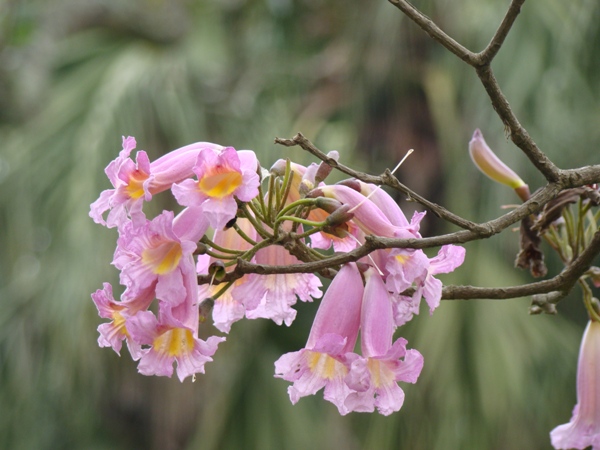 Hạt Giống Cây Hoa Kèn Hồng