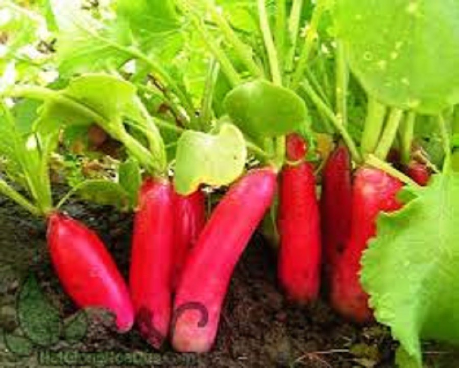 Hạt Giống Củ Cải Đỏ Dài F1