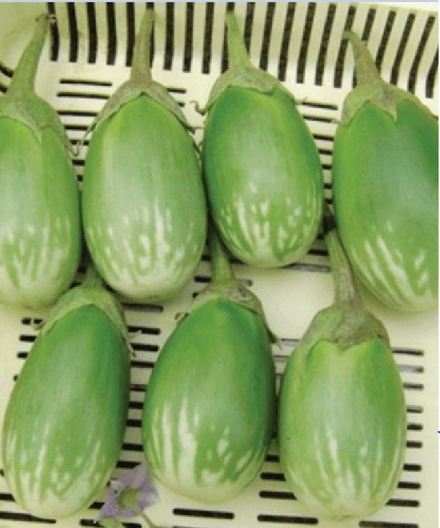 Hạt Giống Cà Trứng Rồng Mã Lai