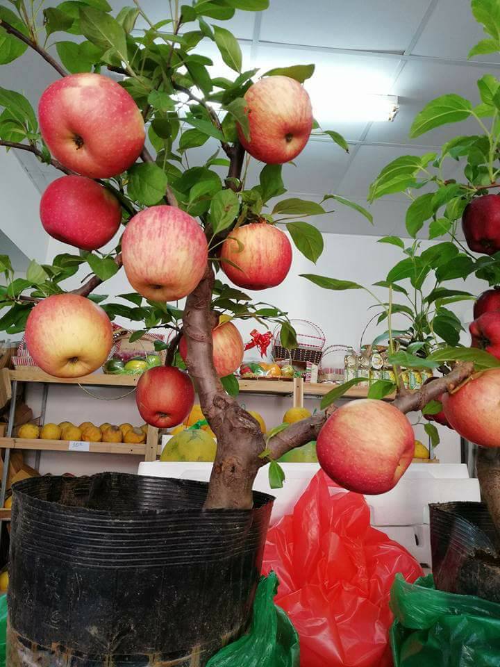 Hạt Giống Táo Đỏ Mỹ Lùn F1