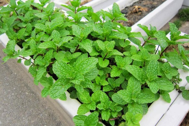 Hạt Giống Rau Húng Bạc Hà (Húng Lủi)