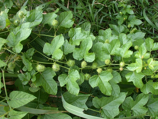 Hạt giống lạc tiên (dây lạc tiên, chùm bao)