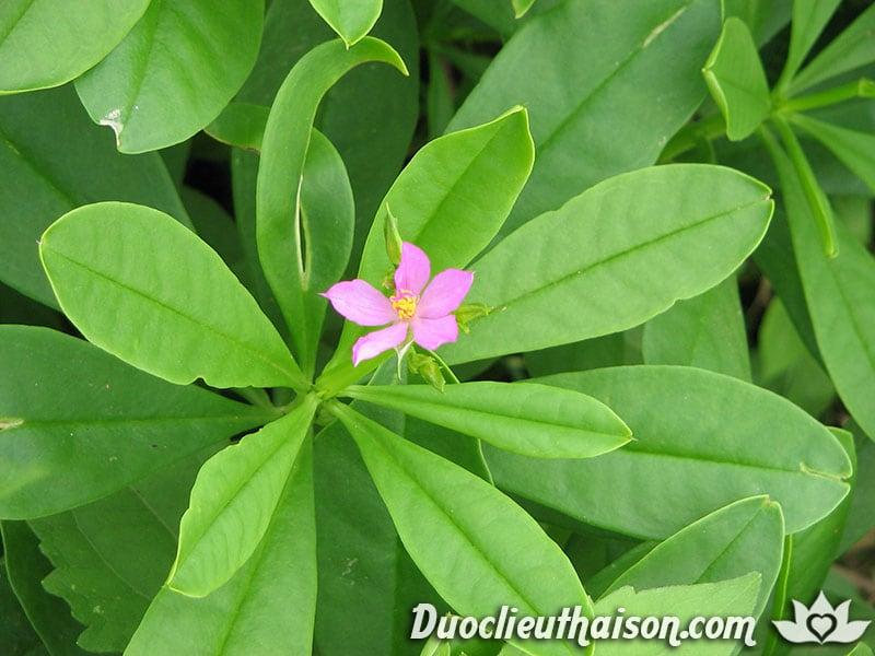 Hạt Giống Sâm Đất Thổ Sâm