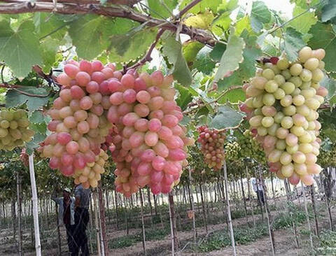 Hạt Giống Nho Leo Giàn Pháp
