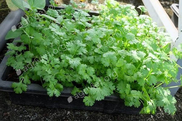 Hạt giống Ngò Rí Bạc Liêu - Gói 20gram