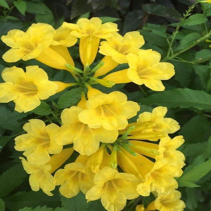 Hạt Giống Cây Hoa Chuông Vàng