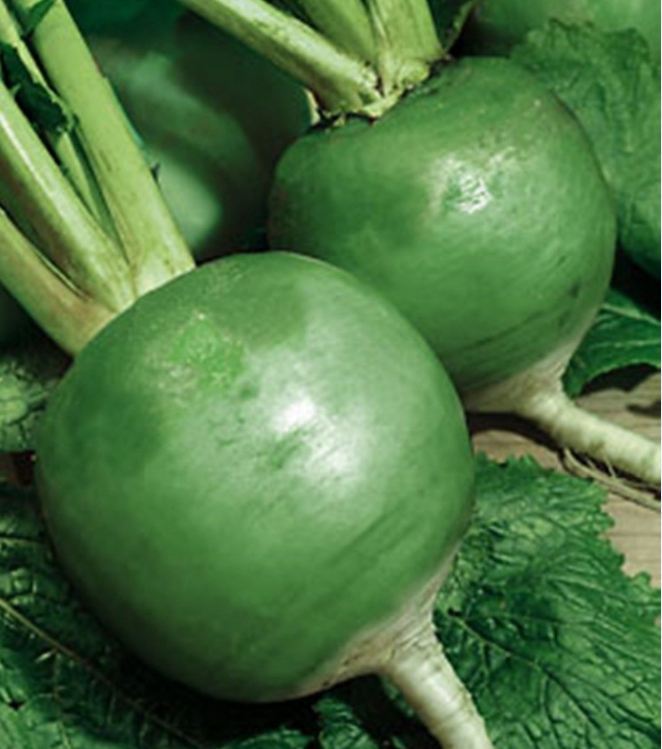 Hạt giống củ cải xanh ruột đỏ - Gói 2gram