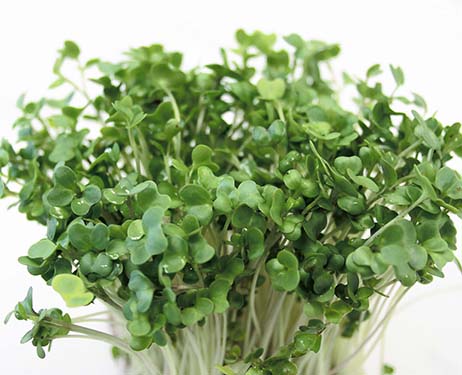 Hạt giống mầm cải thìa (pak choy sprouts) - Gói 20gram