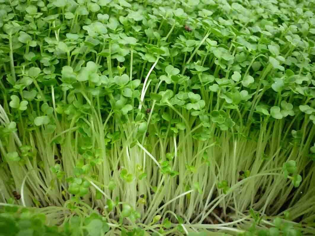 Hạt Giống Mầm Cải Xanh Đà Lạt - Gói 20gram