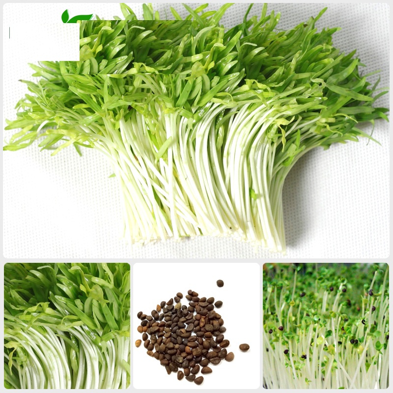 Hạt Giống Mầm Rau Muống - Gói 30gram