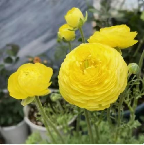 Củ giống hoa mao lương ( hoa hồng ri ba tư ) hoa màu vàng
