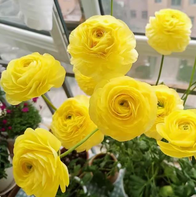 Củ giống hoa mao lương ( hoa hồng ri ba tư ) hoa màu vàng