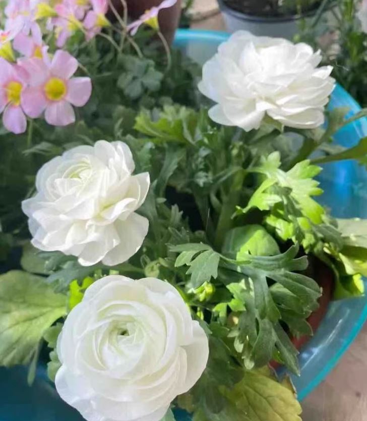 Bộ 10 Củ giống hoa mao lương ( hoa hồng ri ba tư ) mix màu