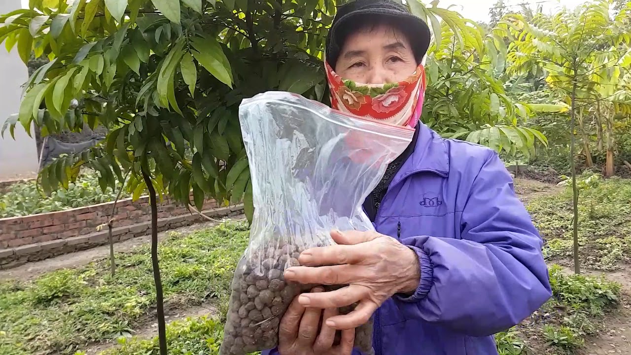 Hạt giống cây sấu trắng - 5 hạt