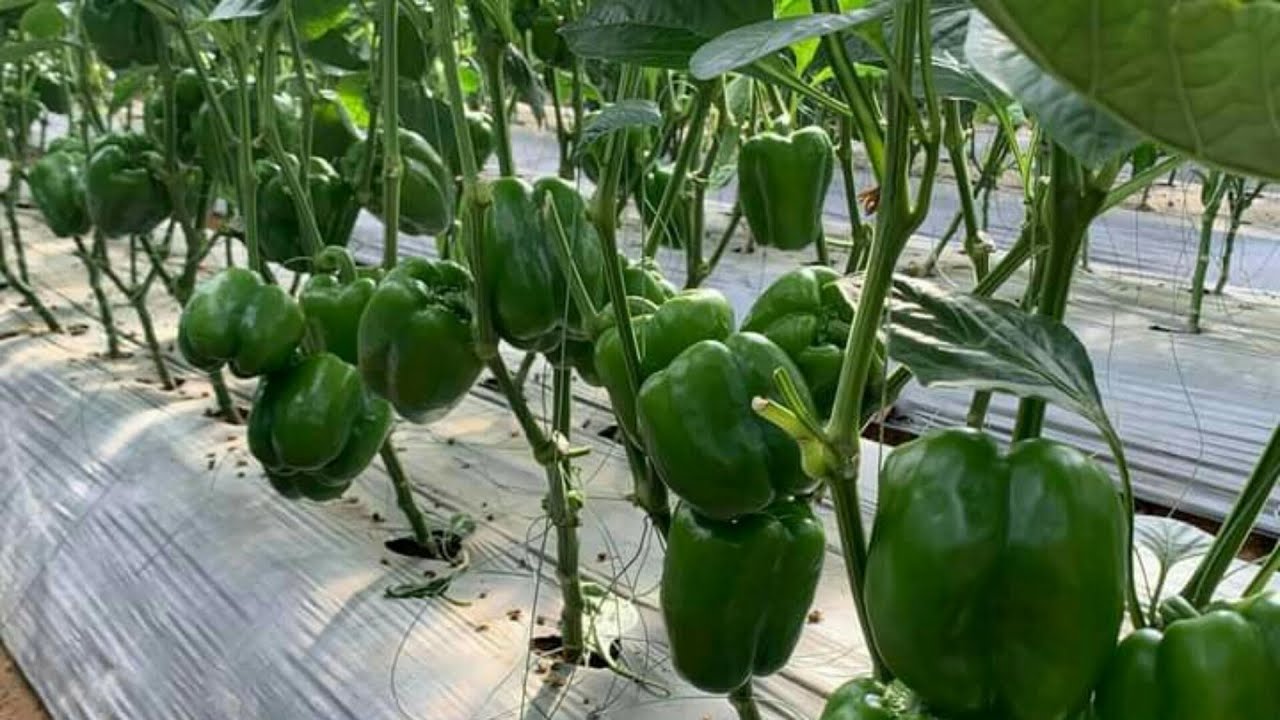 Hạt Giống Ớt Chuông Ngọt F1 Xanh