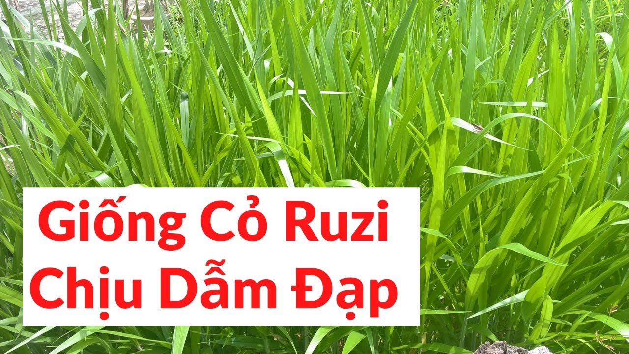Hạt giống cỏ chăn nuôi Ruzi - Cỏ chịu dẫm đạp - Gói 50gram