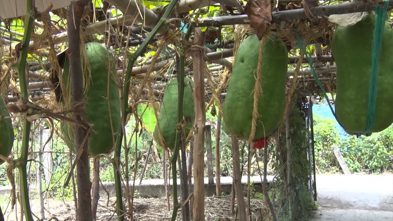 Hạt Giống Bí Đao Xanh Khổng Lồ