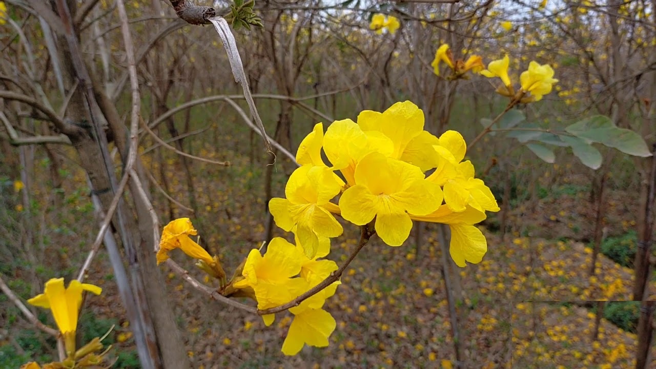 Hạt Giống Cây Hoa Phong Linh Vàng