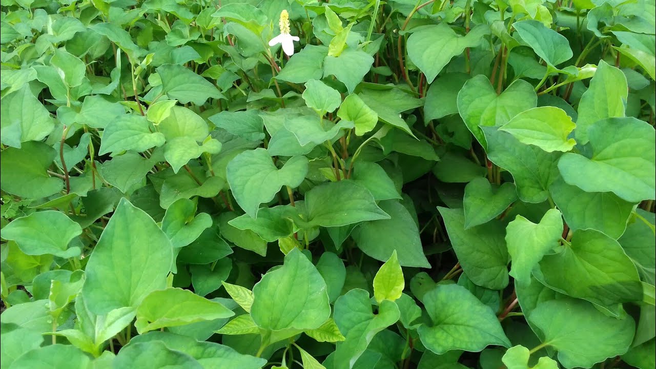 Hạt giống rau diếp cá - gói 50 hạt