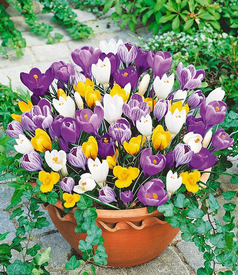 Bộ 10 củ giống hoa nghệ tây nhiều màu