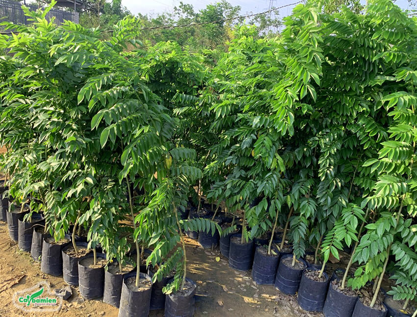 Hạt Giống Cây Sưa Đỏ