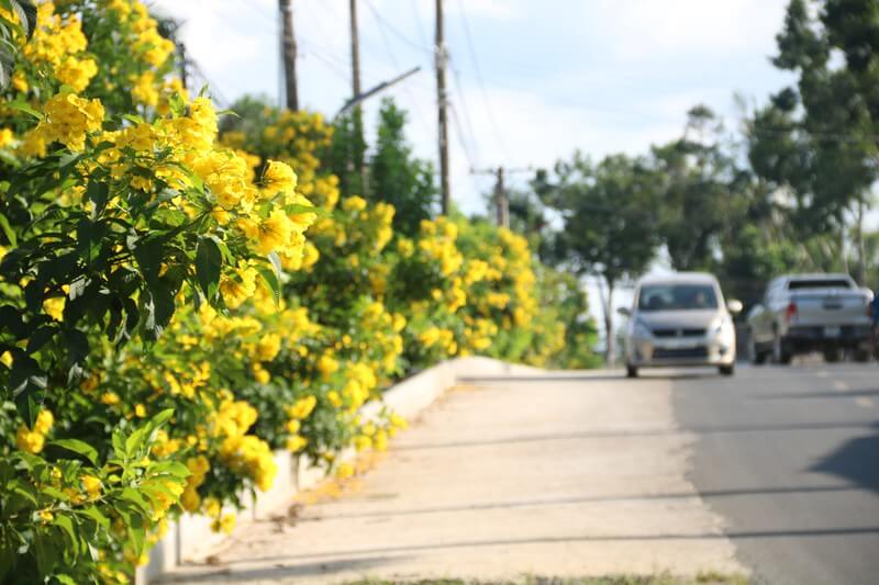 Hạt Giống Cây Hoa Chuông Vàng