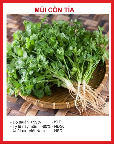 Hạt Giống Rau Mùi Cồn Tía ( Mùi Ta ) - Gói 20gram