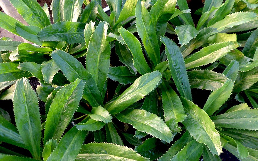 Hạt Giống Rau Ngò Gai ( Mùi Tàu )