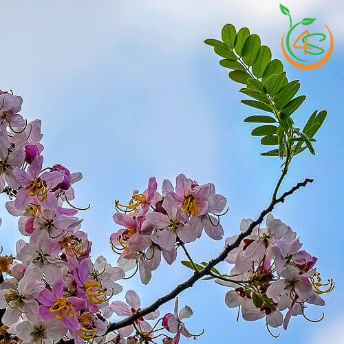 Hạt Giống Hoa Muồng Anh Đào