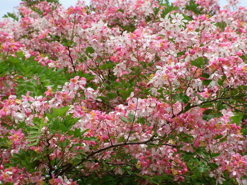 Hạt Giống Hoa Muồng Anh Đào