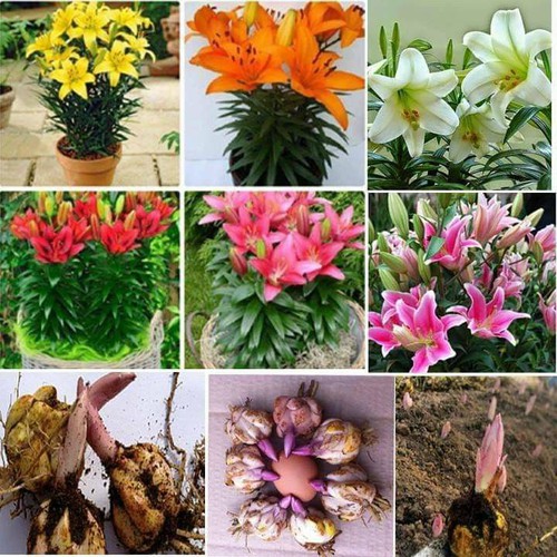 combo 5 củ hoa ly ly lùn nhiều màu ( có các màu đỏ , vàng, cam. hồng , trắng )